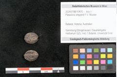 Foto (Objekt + Etikett) von Pleioclinis sheperdi F.V. Mueller (NHMW-GEO-2024-0188-10470)